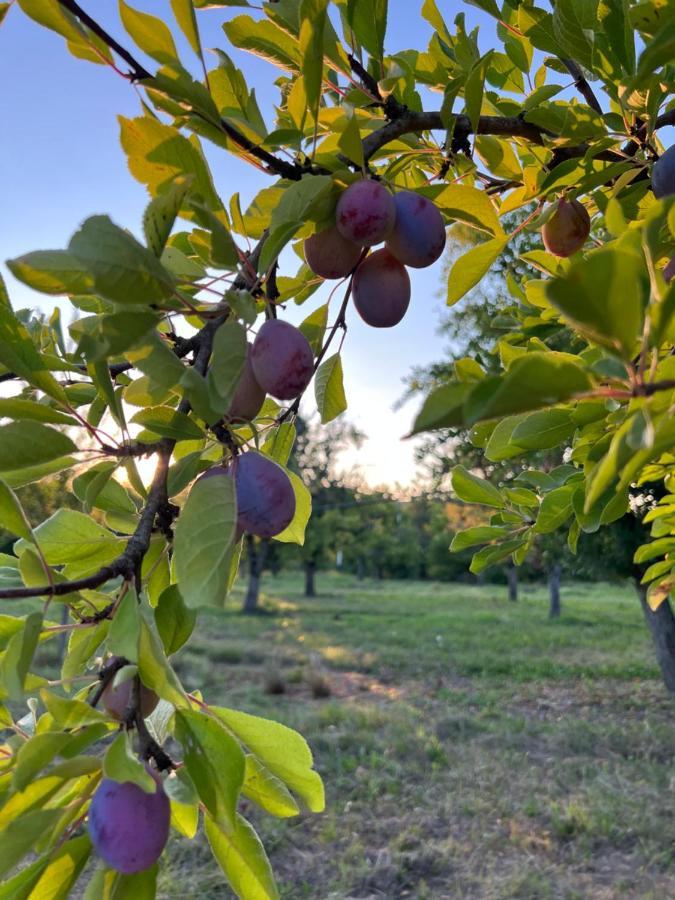 La Bastide Portoly B&B "Pruneaux" Penne-dʼAgenais Eksteriør bilde